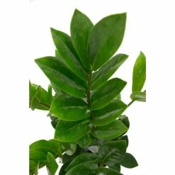 Vigoro 6 in. ZZ Indoor Plant in Small White Ribbed Plastic Decor Planter (2-Pack) -VIGORO Sales vigoro indoor plants co zz vi wh 77 1000