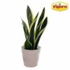Vigoro 6 in. Sansevieria Snake Plant in Black Decor Pot -VIGORO Sales vigoro indoor plants sans6vigoro 64 1000