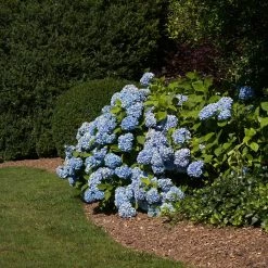 Vigoro 4 ft. x 50 ft. Matrix Grid Landscape Fabric -VIGORO Sales vigoro landscape fabric vpnm45085 77 1000