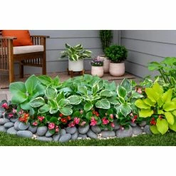 Vigoro 2.5 Qt. Green Variegated Minuteman Hosta Perennial Plant (3-Pack) -VIGORO Sales vigoro perennials 4019 1f 1000