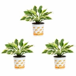 Vigoro 2.5 Qt. Green Variegated Minuteman Hosta Perennial Plant (3-Pack)