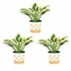 Vigoro 2.5 Qt. Green Variegated Patriot Hosta Perennial Plant (3-Pack) 2 Vigoro 2.5 Qt. Green Variegated Patriot Hosta Perennial Plant (3-Pack) -VIGORO Sales vigoro perennials 4035 64 1000