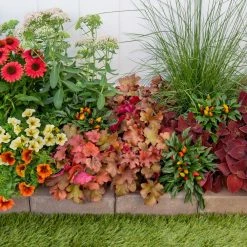 Vigoro 2.5 Qt. Indian Summer Cranberry Heuchera Coral Bells Perennial Plant (3-Pack) 11 Vigoro 2.5 Qt. Indian Summer Cranberry Heuchera Coral Bells Perennial Plant (3-Pack) -VIGORO Sales vigoro perennials 4267 1f 1000