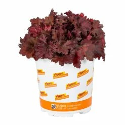 Vigoro 2.5 Qt. Indian Summer Cranberry Heuchera Coral Bells Perennial Plant (3-Pack) 10 Vigoro 2.5 Qt. Indian Summer Cranberry Heuchera Coral Bells Perennial Plant (3-Pack) -VIGORO Sales vigoro perennials 4267 4f 1000