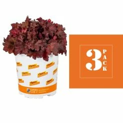 Vigoro 2.5 Qt. Indian Summer Cranberry Heuchera Coral Bells Perennial Plant (3-Pack) 9 Vigoro 2.5 Qt. Indian Summer Cranberry Heuchera Coral Bells Perennial Plant (3-Pack) -VIGORO Sales vigoro perennials 4267 c3 1000