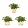 Vigoro 2.5 Qt. Fern Hardy Japanese Painted Perennial Plant (3-Pack) -VIGORO Sales vigoro perennials 4543 64 1000
