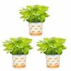 Vigoro 2.5 Qt. Hosta Rainforest Sunrise Perennial Plant (3-Pack) -VIGORO Sales vigoro perennials 4550 64 1000