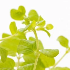 1 Pt. Vigoro Accent Lysimachia Creeping Jenny Green Perennial Plant (6-Pack) -VIGORO Sales vigoro perennials 5122 4f 1000