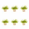 1 Pt. Vigoro Accent Lysimachia Creeping Jenny Green Perennial Plant (6-Pack) -VIGORO Sales vigoro perennials 5122 64 1000
