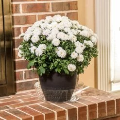 Vigoro 12 in. Plastic Deep Planter Liner -VIGORO Sales vigoro plant liners dl12vg 1f 1000