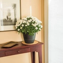 Vigoro 10 in. Cork Mat -VIGORO Sales vigoro planter saucers cm10phbdi 4f 1000