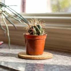 Vigoro 4 in. Cork Mat -VIGORO Sales vigoro planter saucers cm4phbdi 4f 1000