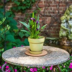 Vigoro 6 in. Cork Mat -VIGORO Sales vigoro planter saucers cm6phbdi 44 1000