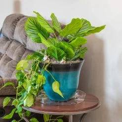 Vigoro 14 in. Plastic Plant Saucer -VIGORO Sales vigoro planter saucers vs14vg 44 1000