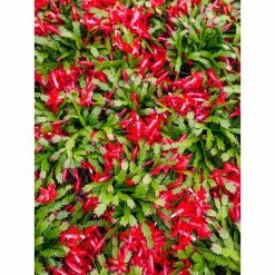 Vigoro 6 in. Christmas Cactus with Red Pot Cover -VIGORO Sales vigoro succulents 81826 1f 1000