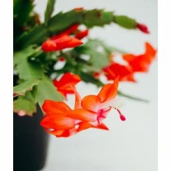 Vigoro 6 in. Christmas Cactus with Red Pot Cover -VIGORO Sales vigoro succulents 81826 4f 1000