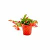 Vigoro 6 in. Christmas Cactus with Red Pot Cover 1 Vigoro 6 in. Christmas Cactus with Red Pot Cover -VIGORO Sales vigoro succulents 81826 64 1000