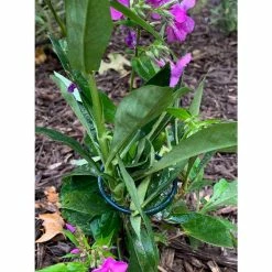 Vigoro 18 in. H x 1.50 in. W Steel Plant Prop -VIGORO Sales vigoro tomato cages 611872 hd 31 1000