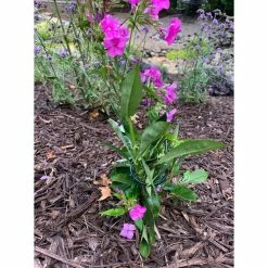 Vigoro 36 in. H x 2.24 in. W Metal Plant Prop -VIGORO Sales vigoro tomato cages 613672 hd 31 1000