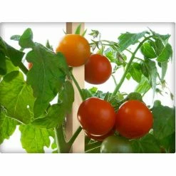 Vigoro 5 ft. Wooden Garden Stake -VIGORO Sales vigoro tomato cages rc 85n 1f 1000