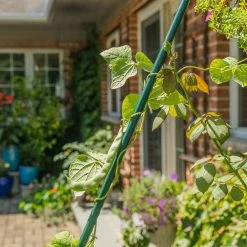 Vigoro 6 ft. Green Colored Heavy Duty Steel Core Garden Stakes 10 Vigoro 6 ft. Green Colored Heavy Duty Steel Core Garden Stakes -VIGORO Sales vigoro tomato cages st6hdvg 4f 1000