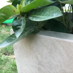 KANTE 31 in. L Rectangular Weathered Concrete/Fiberglass Indoor Outdoor Elegant Planter 17 KANTE 31 in. L Rectangular Weathered Concrete/Fiberglass Indoor Outdoor Elegant Planter -VIGORO Sales weathered concrete kante plant pots osf0104b c80021 2 1f 1000