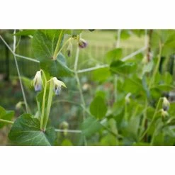 Vigoro 5 ft. x 8 ft. Sturdy Garden Trellis -VIGORO Sales white vigoro tomato cages t008avg 31 1000