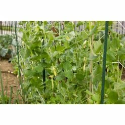 Vigoro 5 ft. x 8 ft. Sturdy Garden Trellis -VIGORO Sales white vigoro tomato cages t008avg 76 1000